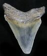 Serrated Angustidens Tooth - Megalodon Ancestor #27761-1